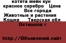 котята мейн кун, красное серебро › Цена ­ 30 - Все города Животные и растения » Кошки   . Тверская обл.,Осташков г.